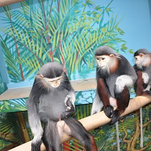 Douc langur / Pygathrix nemaeus nemaeus