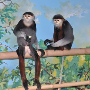 Douc langur / Pygathrix nemaeus nemaeus