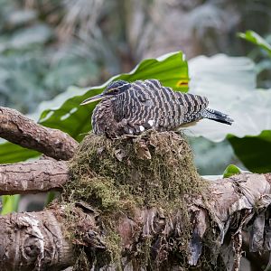 Sunbittern Nesting - 18/12/2016