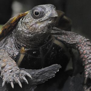 Black-breasted leaf turtle