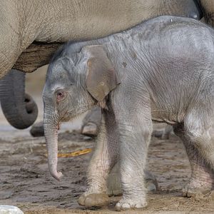 New-born elephant calf