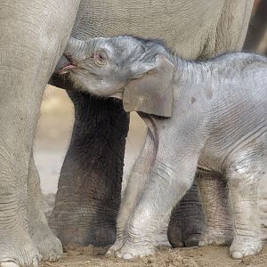 New-born elephant calf suckling