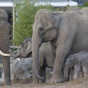 Elephant herd with new-born calf