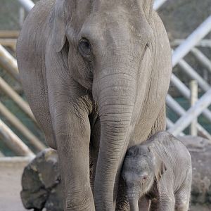 Sundara and new-born calf