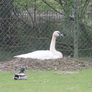 Trumpeter swan and Mallard