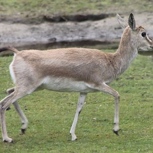 Persian Gazelle