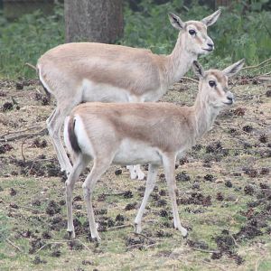 Perzian Gazelles