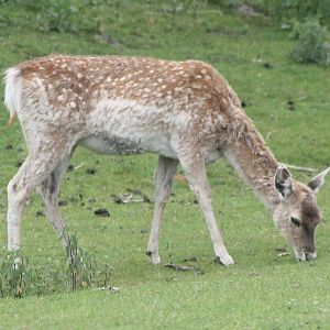 Persian Fallow Deer
