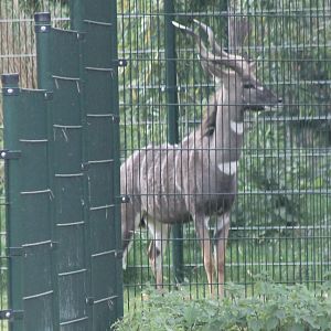 Lesser Kudu
