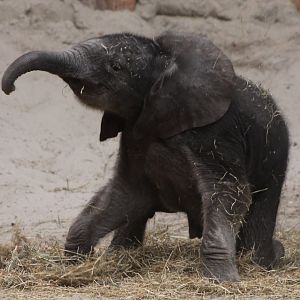 African Elephant Calf