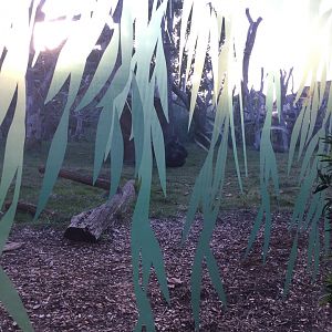 New Gorilla Window Cover