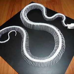 Rainbow boa skeleton
