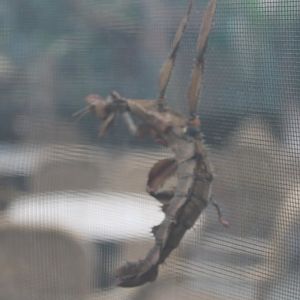 Australian Stick-insect