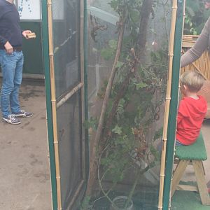 Stick-insect Enclosure