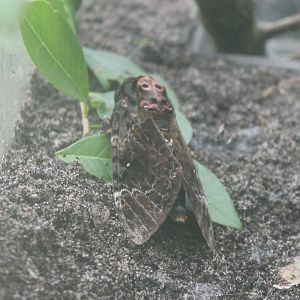 Death's  head hawkmoth