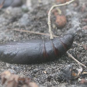 Pupa Death's  head hawkmoth
