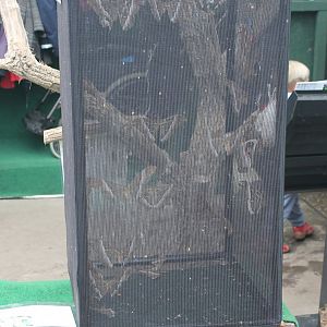 Hatchling-cage Atlas-butterflies