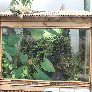 Enclosure Dartfrogs