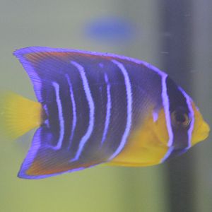 Holacanthus ciliaris