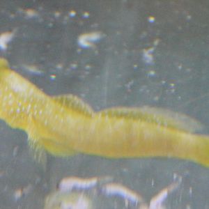 Cryptocentrus Cinctus