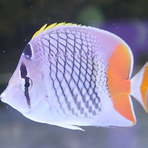 Pearlscale butterflyfish