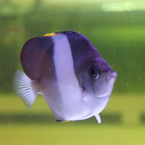 Zoster butterflyfish - Hemitaurichthys zoster