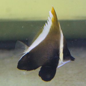 Butterflyfish ID