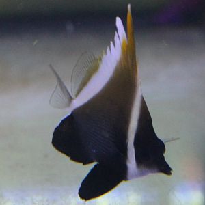 Brown butterflyfish - Heniochus varius