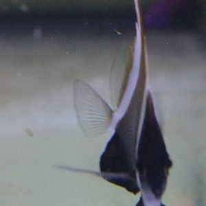 Brown butterflyfish - Heniochus varius