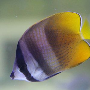 Sunburst butterflyfish