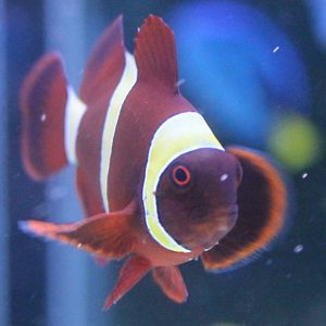 Clownfish