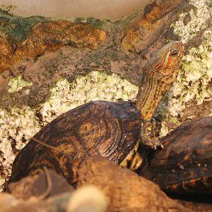 Painted wood turtle - Rhinoclemmys pulcherrima