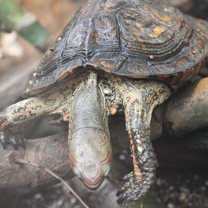 Painted wood turtle - Rhinoclemmys pulcherrima
