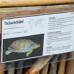 Sign Painted wood turtle