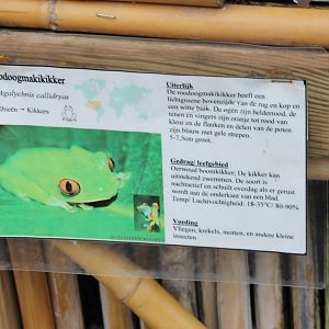 Sign Red-eyed tree frog