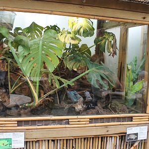 Enclosure wood turtle - Tree frog