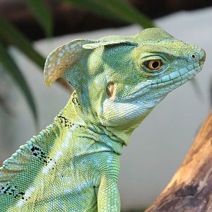 Common basilisk