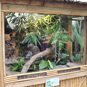 Enclosure Common basilisk