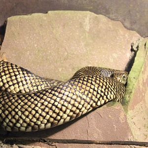 King snake