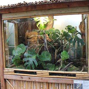 Enclosure King snake