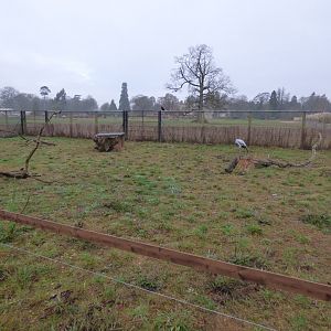 Little Africa in the Winter