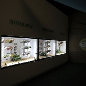 Butterfly Emergence Gallery