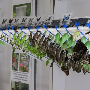 Butterfly Emergence Gallery