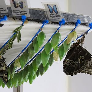 Butterfly Emergence Gallery