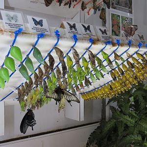 Butterfly Emergence Gallery