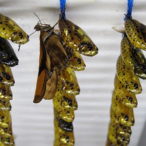 Butterfly Emergence Gallery - Paper Kite Chrysalides