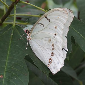 Conservatory - White Morpho
