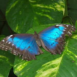 Conservatory - Blue Morpho
