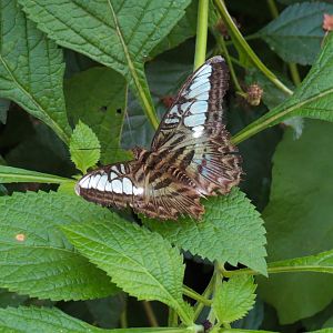 Conservatory - Clipper