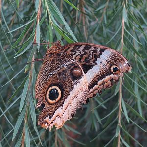 Conservatory - Magnificent Owl
